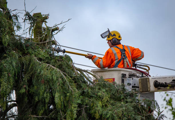 How Our Tree Care Process Works  in  Holland, OH